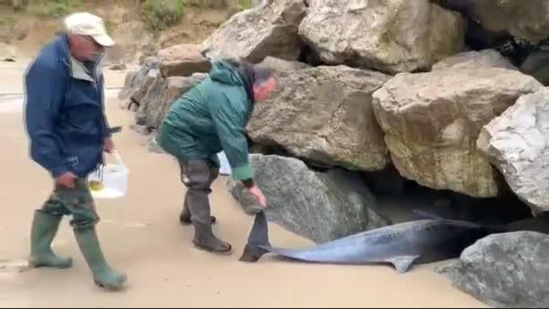 Hallan 17 delfines varados en Cantabria, 14 de ellos muertos