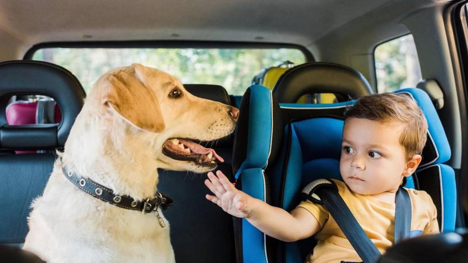 seguros coche mascota