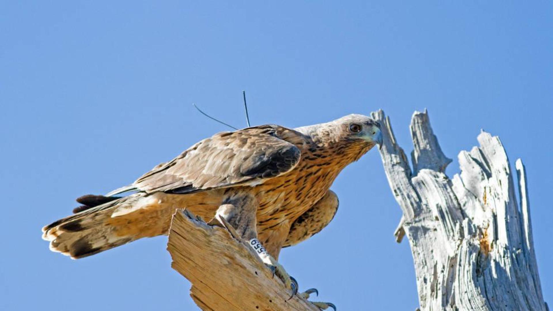 El proyecto de recuperación del águila Bonelli concluye con un seminario en Sangüesa