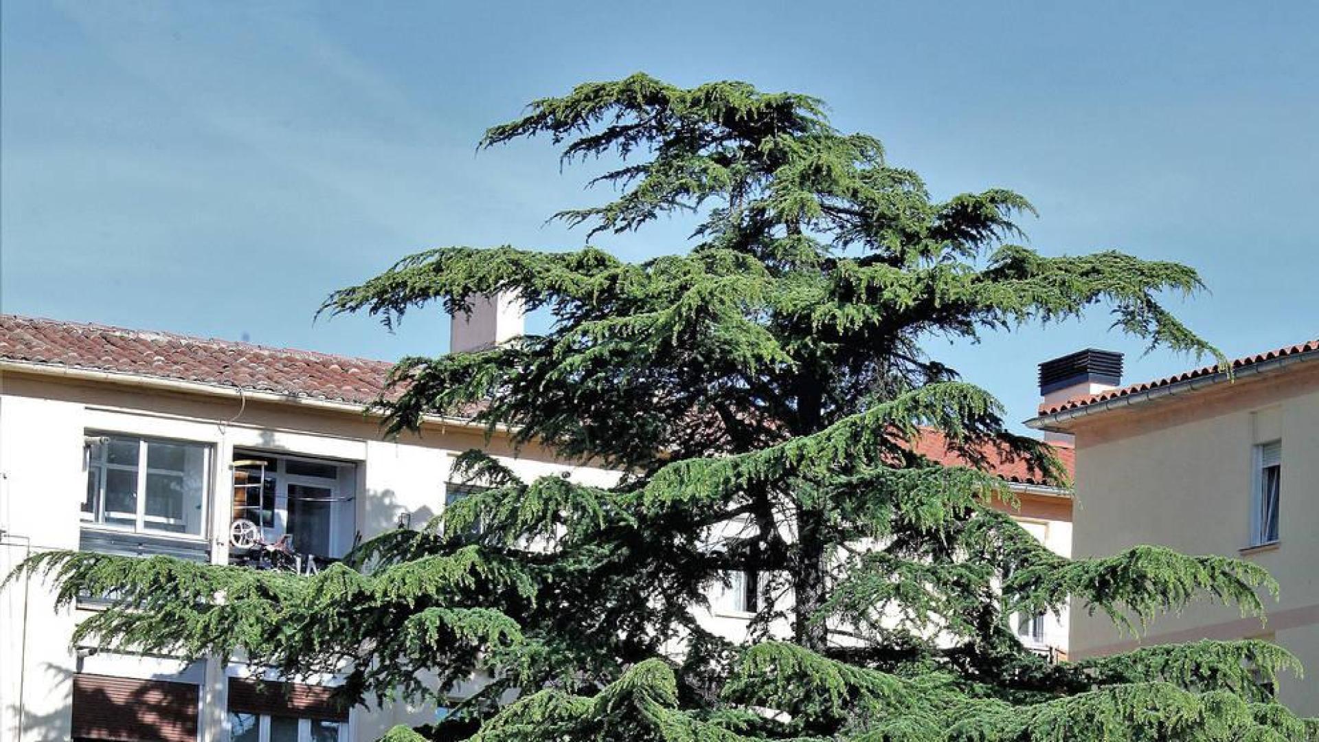 El pino que 'entorpece' a los vecinos de Blas de la Serna, en la Milagrosa