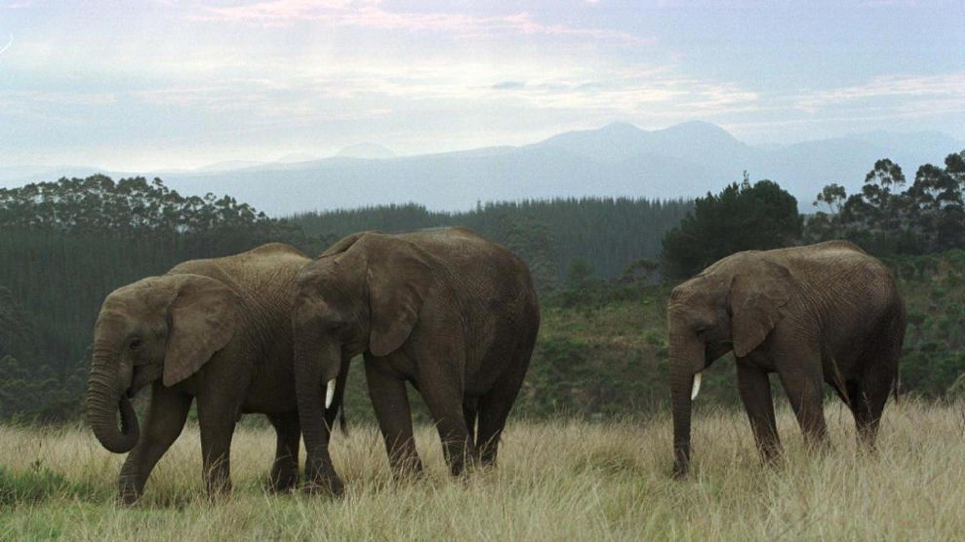La supervivencia del elefante en &Aacute;frica est&aacute; en grave riesgo