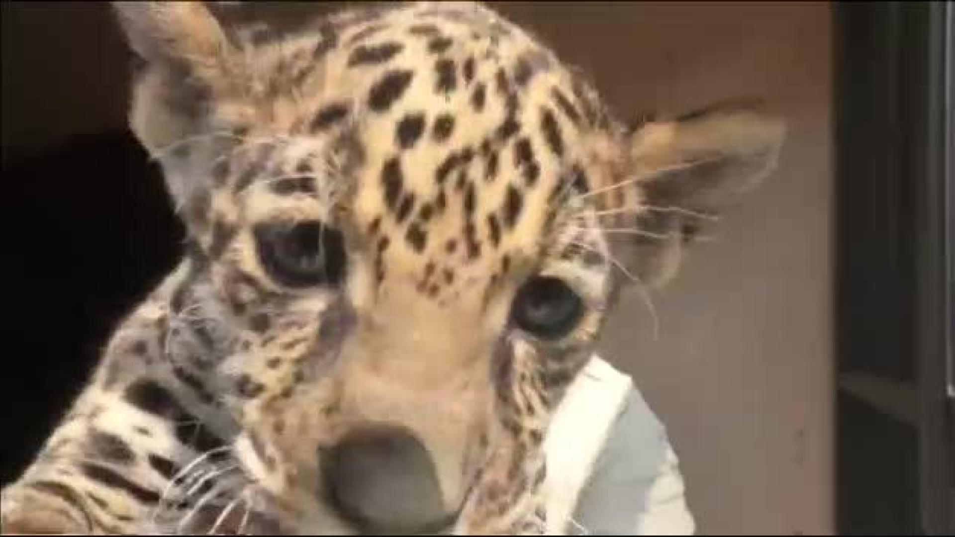 Nueva bebé jaguar en el zoológico de Tlaxcala, en México
