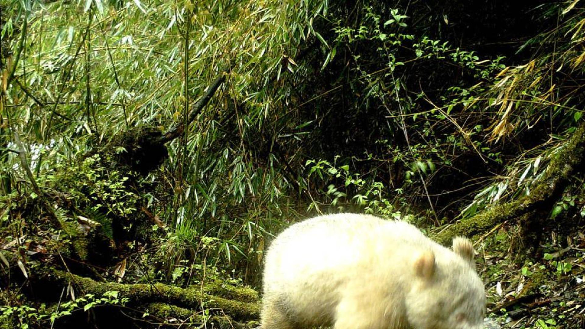 Un raro ejemplar de oso panda albino es avistado en China