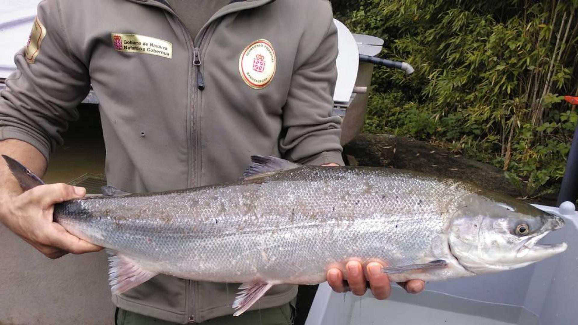 Apadrinado el primer salmón del Bidasoa
