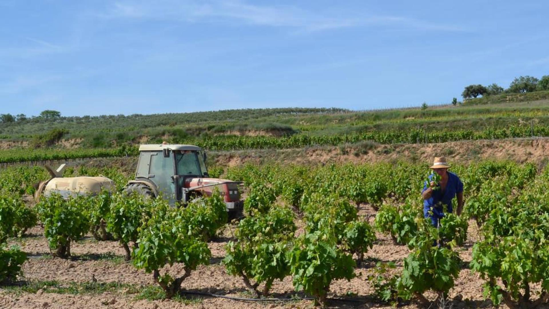 El Paisaje del Viñedo DO Rioja no será Patrimonio de la Humanidad