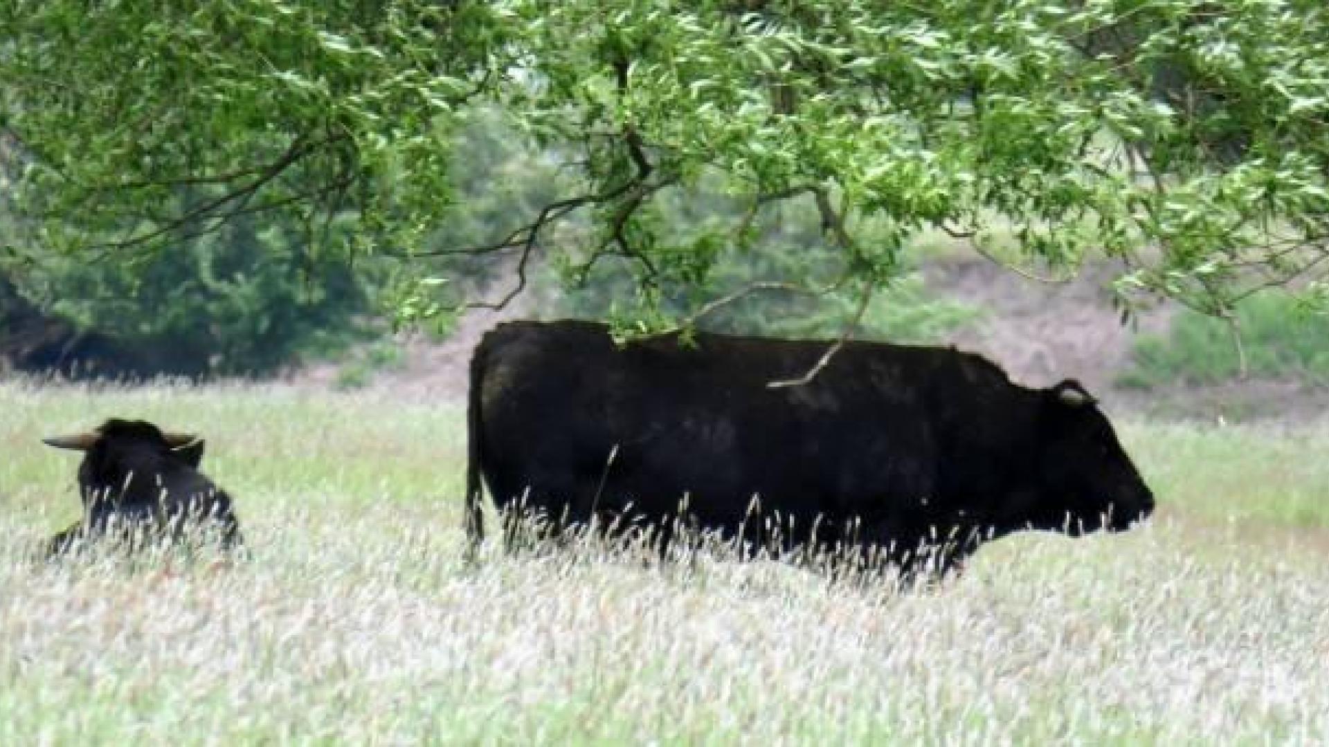Polonia 'indulta' a 180 vacas que pastaban en libertad desde hace años