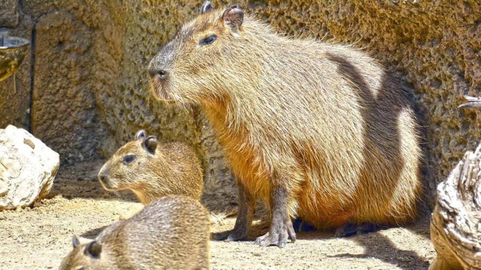 Nacen dos capibaras en Terra Natura, una especie amanezada debido a la caza