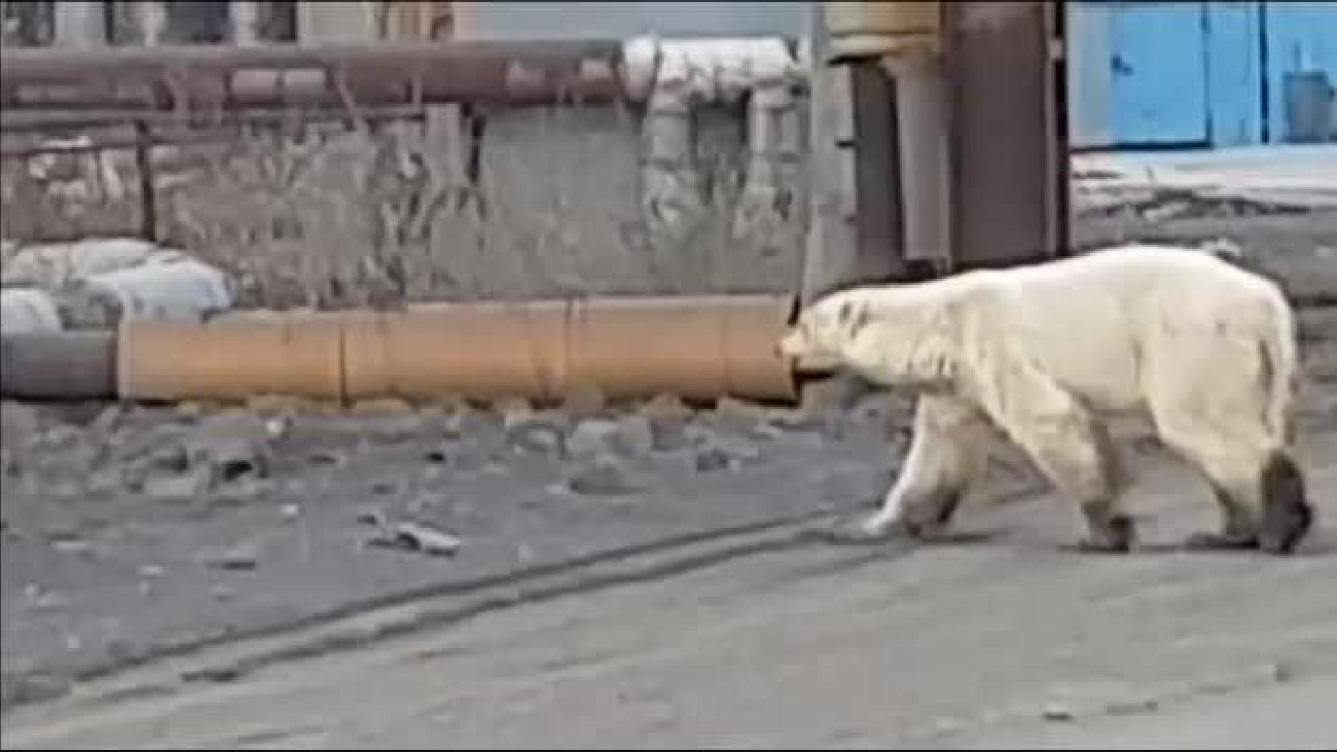 Una osa busca comida