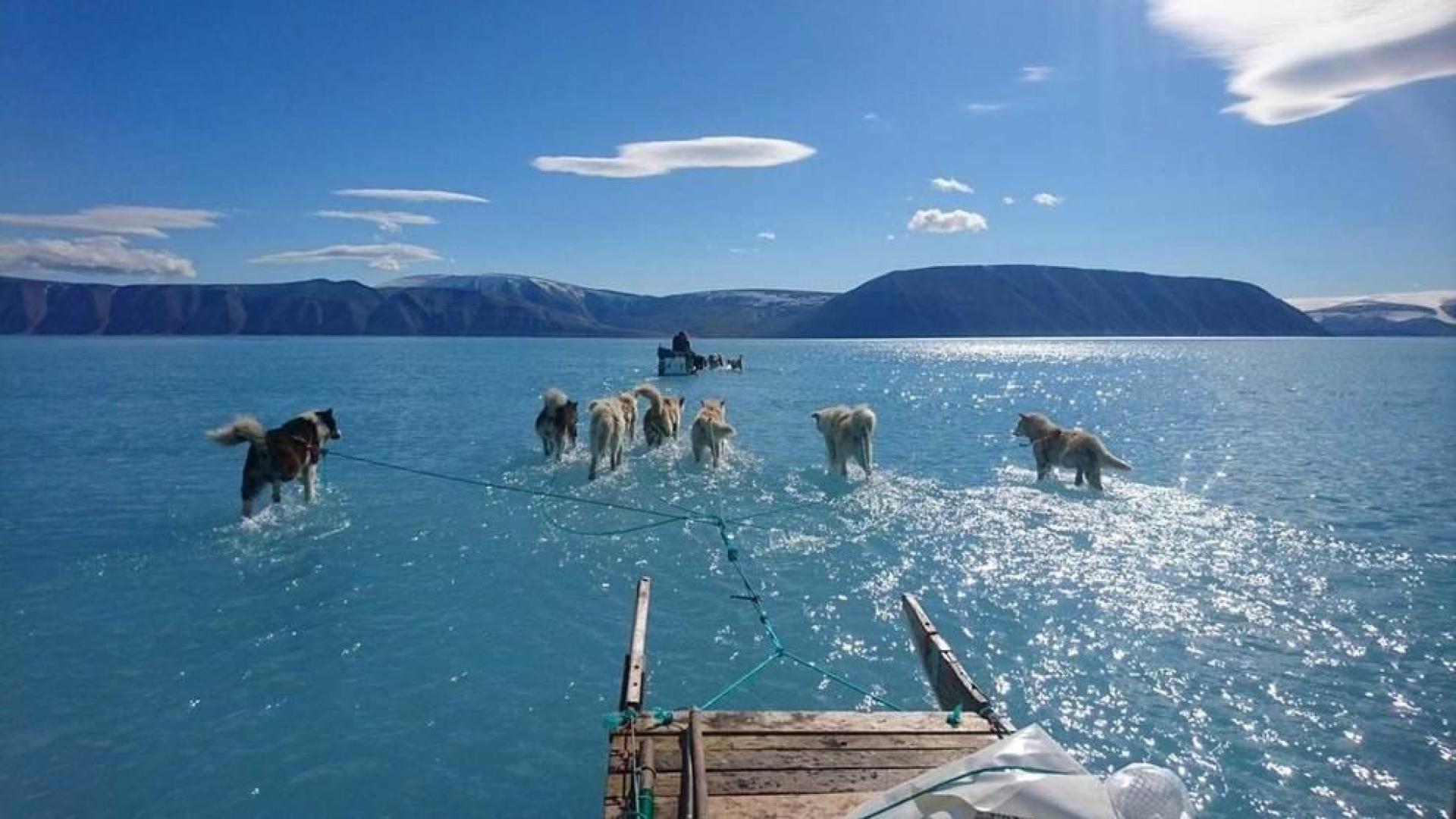 Perros tirando de un trineo sobre la superficie derretida del hielo marino en el oeste de Groenlandia.
