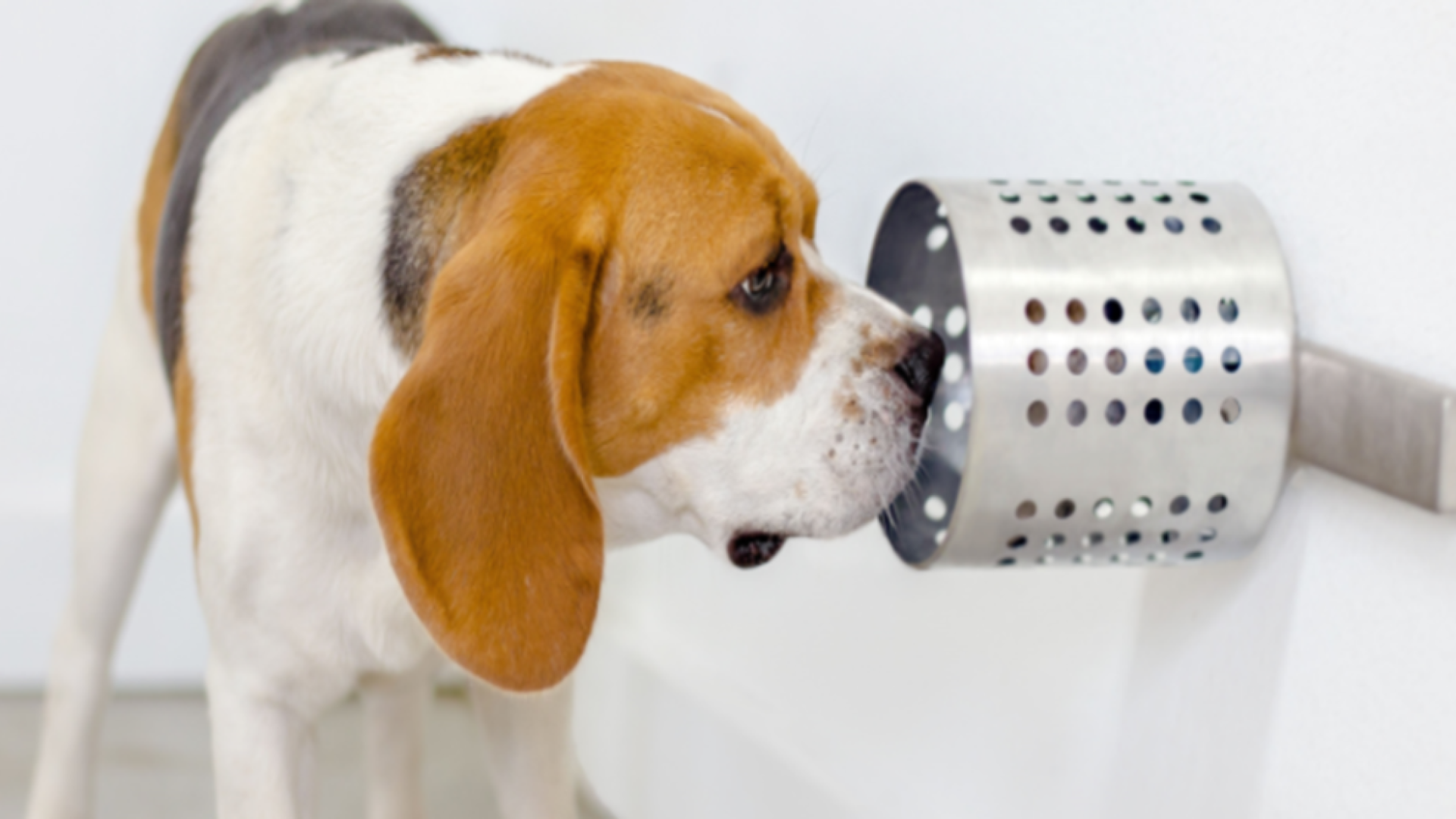 Los perros son capaces de detectar el cáncer de pulmón con el olfato