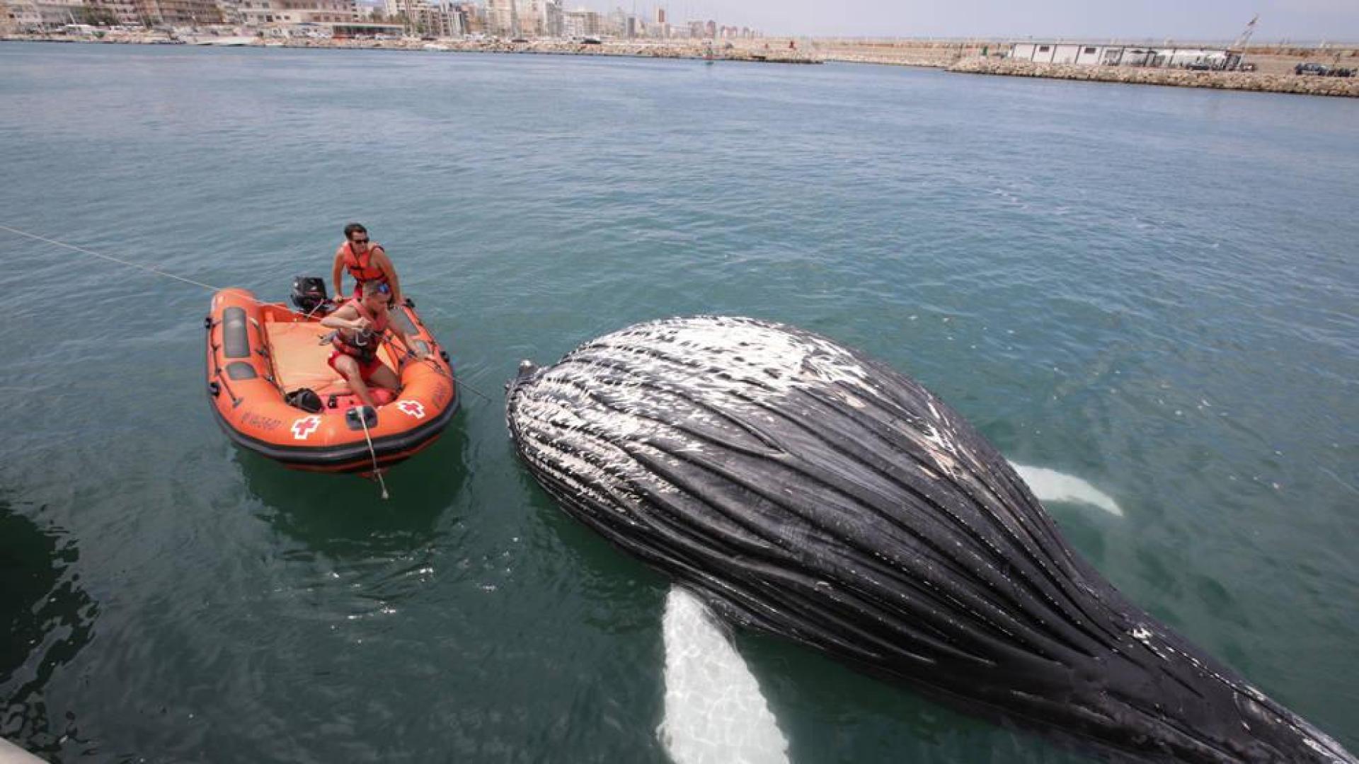El cadáver de un cetáceo, al parecer una cría de ballena, ha aparecido este sábado varado en la escollera que da acceso al puerto de Gandía.
