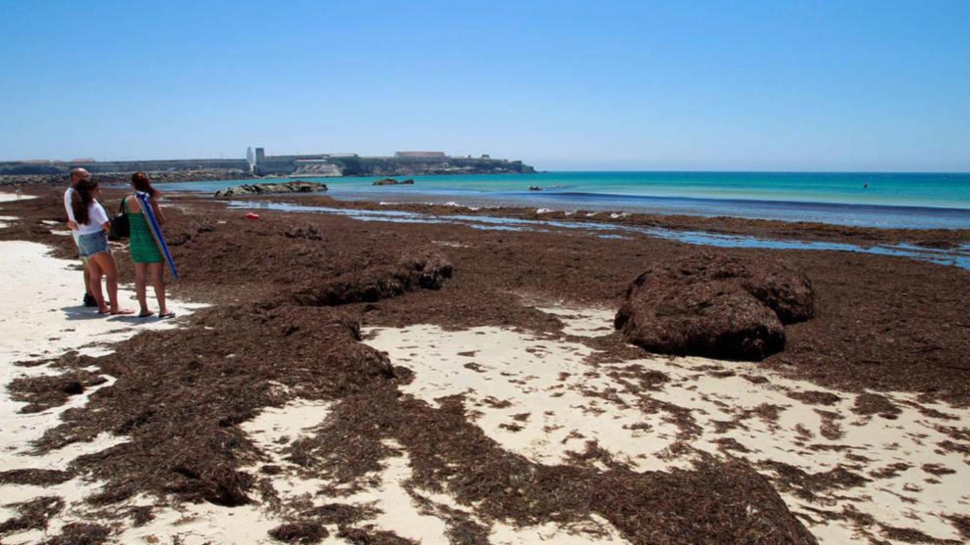 Una alga invasora se convierte en una pesadilla en Cádiz y Ceuta
