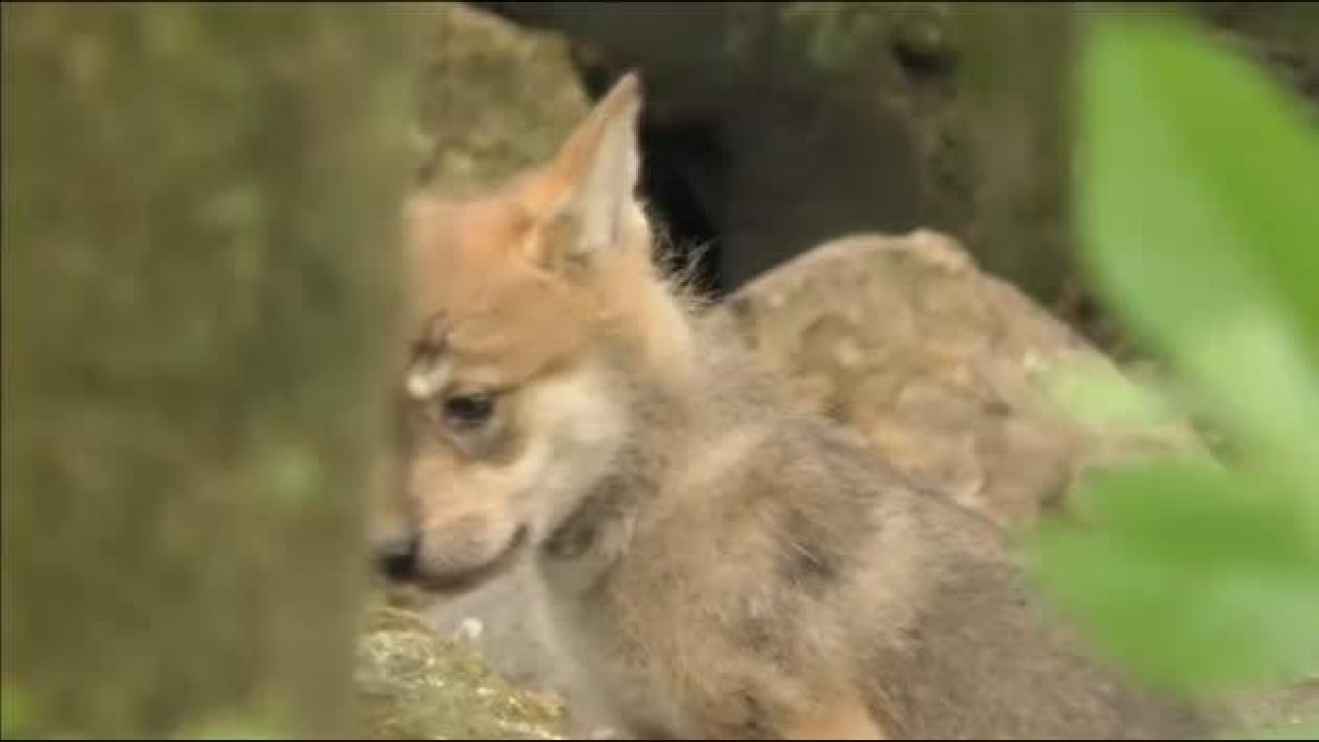 Cachorros de lobo en un zoo de México