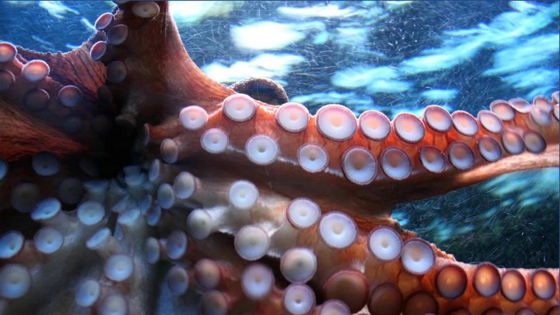 Imagen de las ventosas de un pulpo.