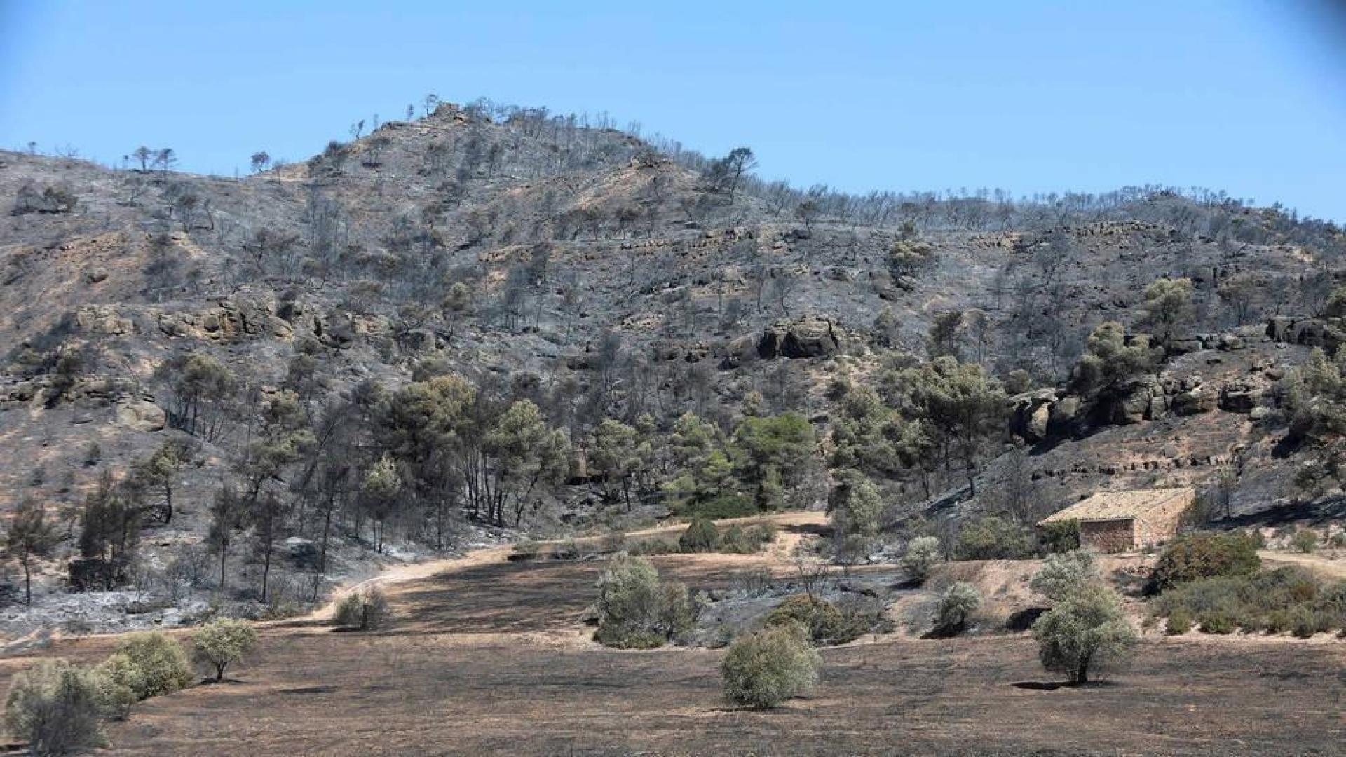Aspecto de una zona afectada por el incendio de la Ribera d'Ebre.