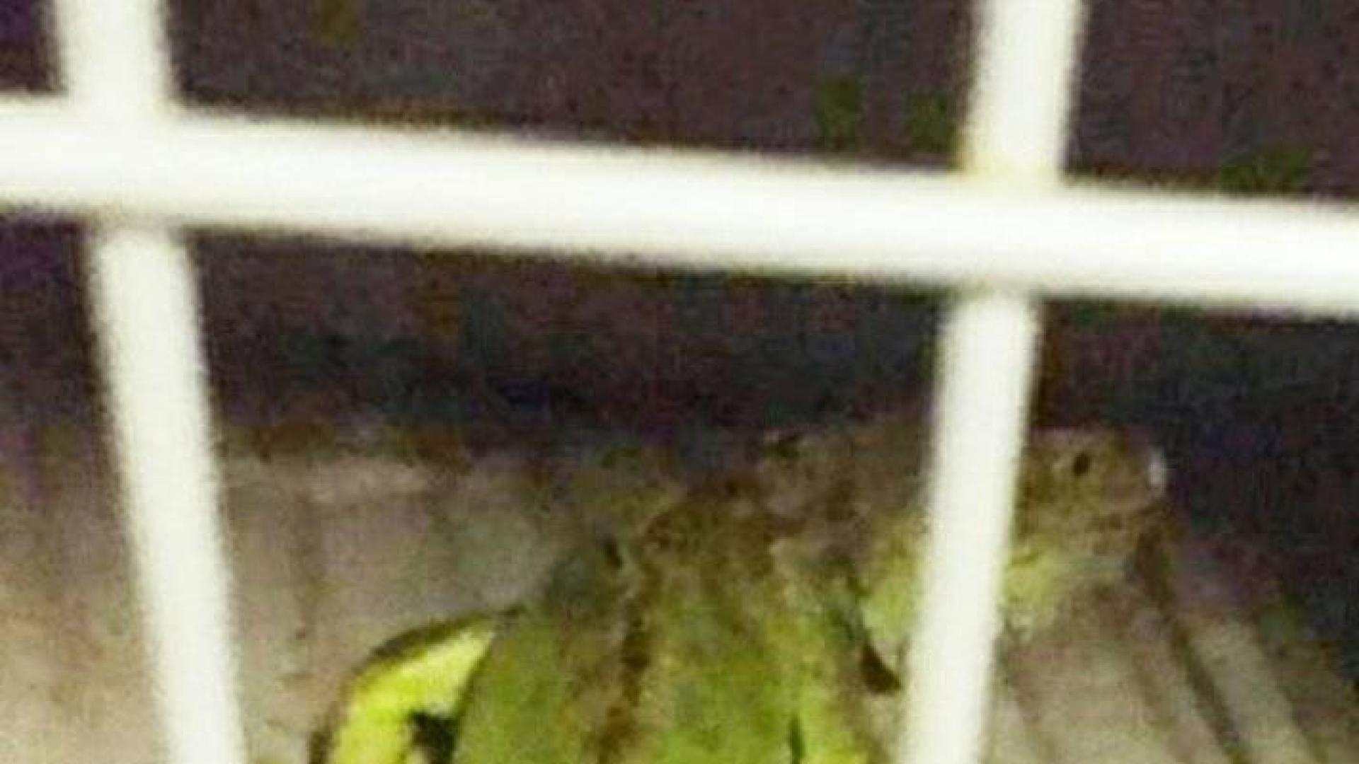 Policía Municipal recoge una iguana de un metro que deambulaba por Pamplona
