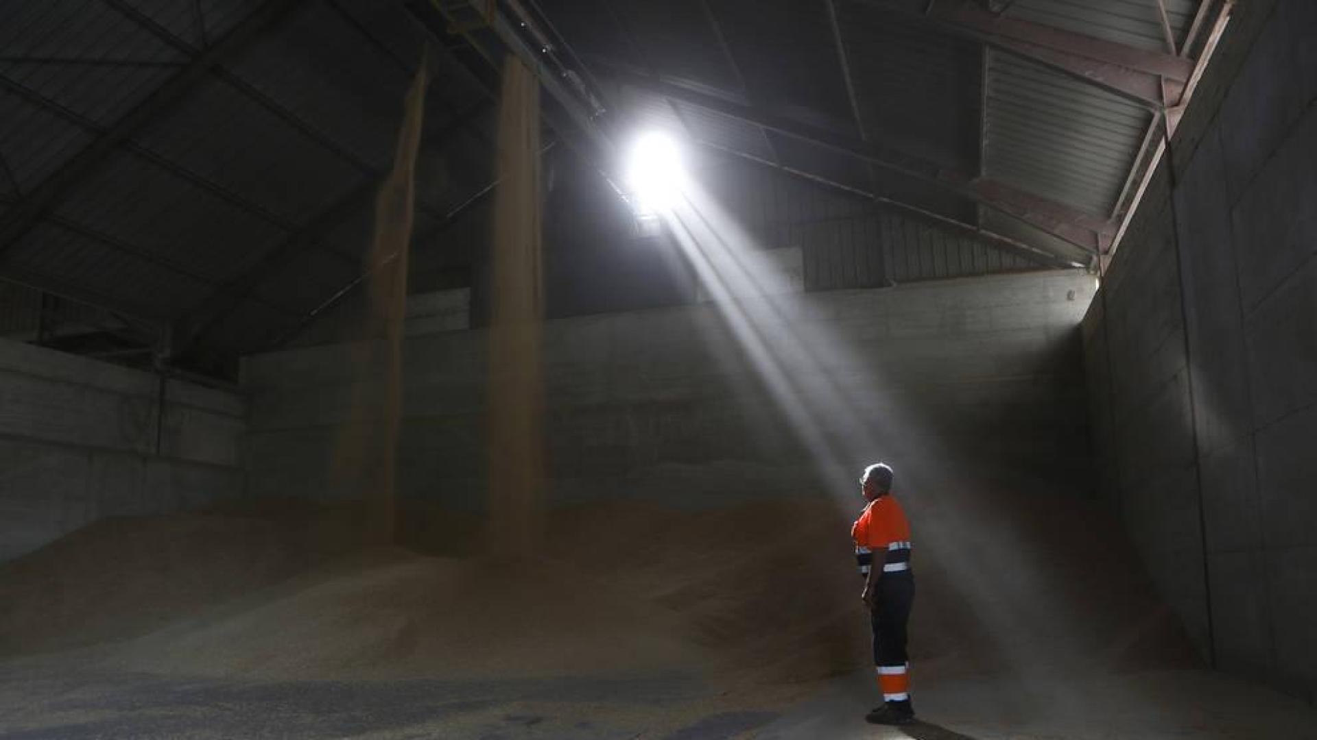 Agroseguro ha tasado cerca de 20.000 ha con daños por sequía