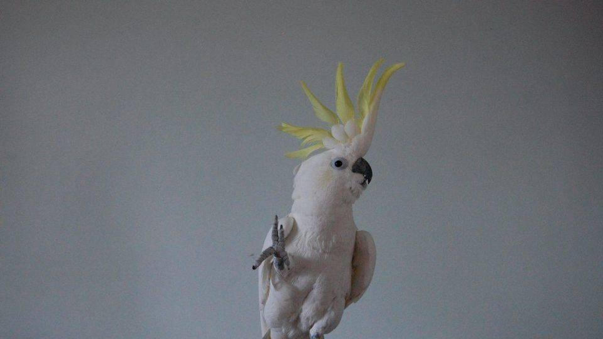 La cacatúa Snowball se ha hecho famosa en redes sociales por sus curiosos bailes