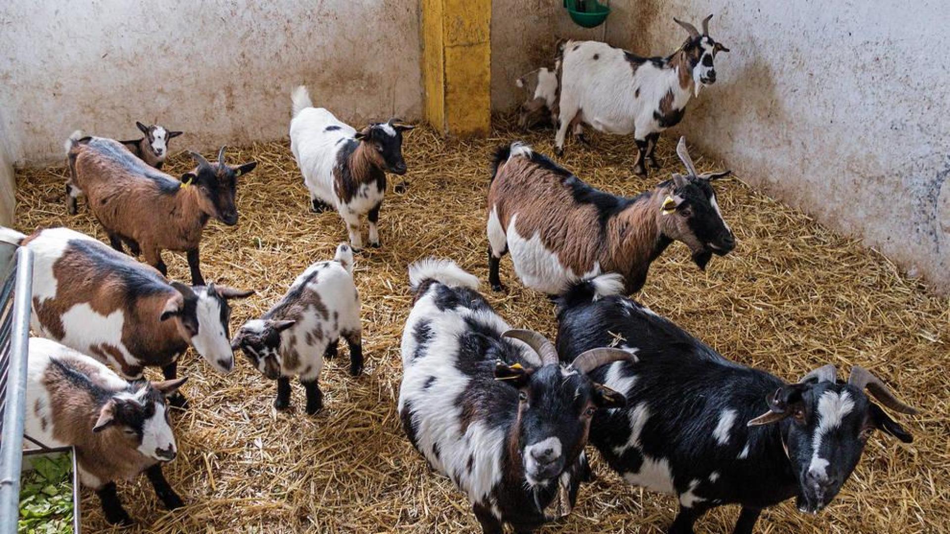 Varias cabras, en un corral.