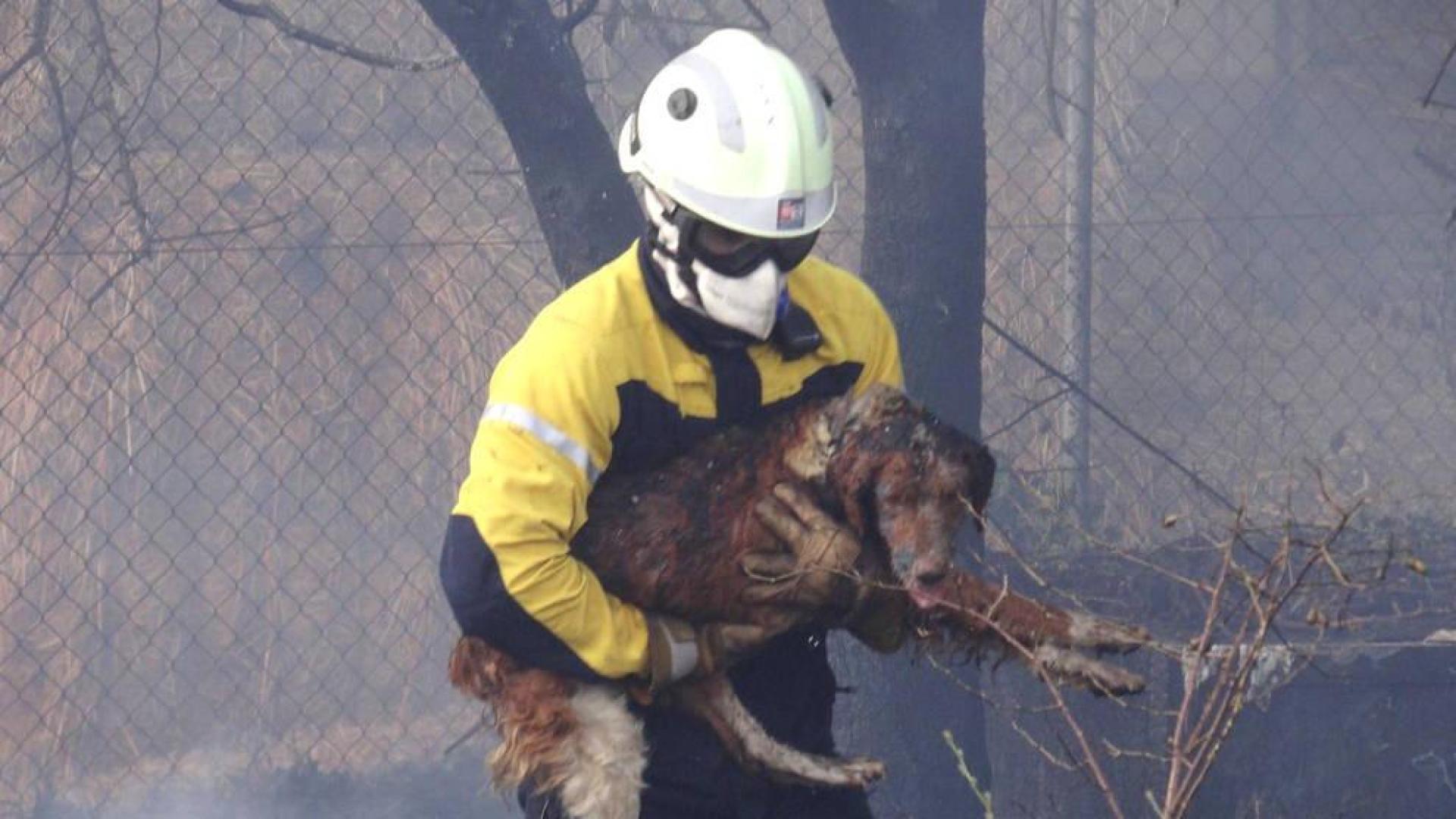 Un bombero evacúa a uno de los dos perros que sufrieron quemaduras.