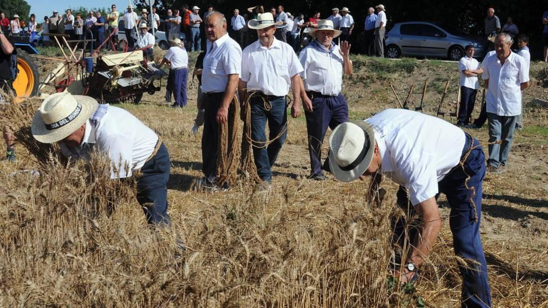 El 22 de julio las antiguas labores del campo volvieron a la vida durante la XIX Fiesta del mundo rural celebrada en Miranda de Arga. Vecinos y visitantes disfrutaron recordando o aprendiendo cómo se hacía la siega a mano o cómo se labraba con layas, además de ver en funcionamiento maquinaria antigua o trabajos con caballerías o bueyes.