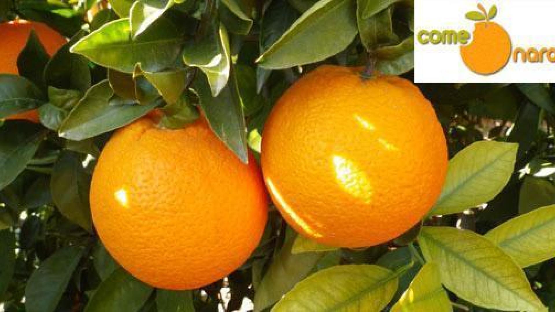 Naranjas