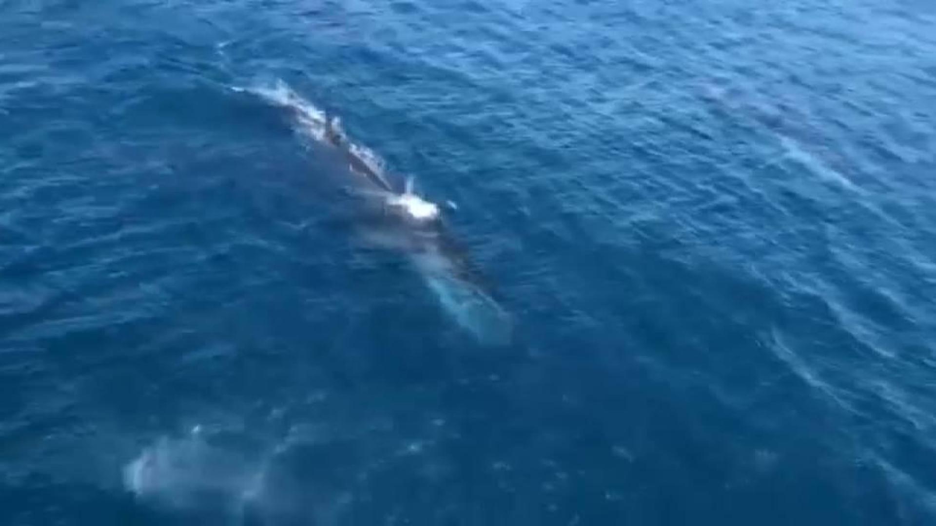 Avistan a cuatro ballenas rorcuales frente a la costa de Jávea