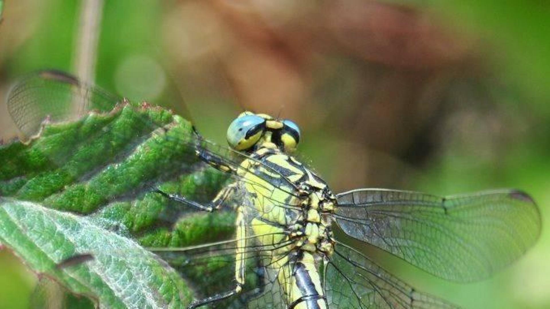 La libélula 'Gromphus graslinii', una especie navarra en peligro