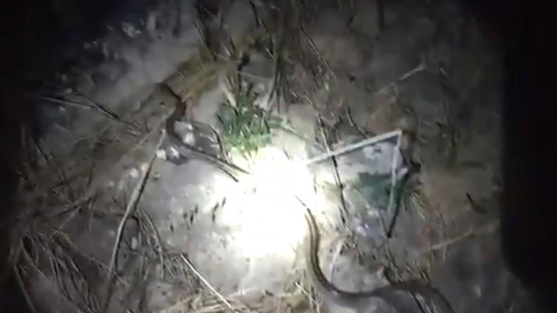 Captura del vídeo de la suelta de la culebra.