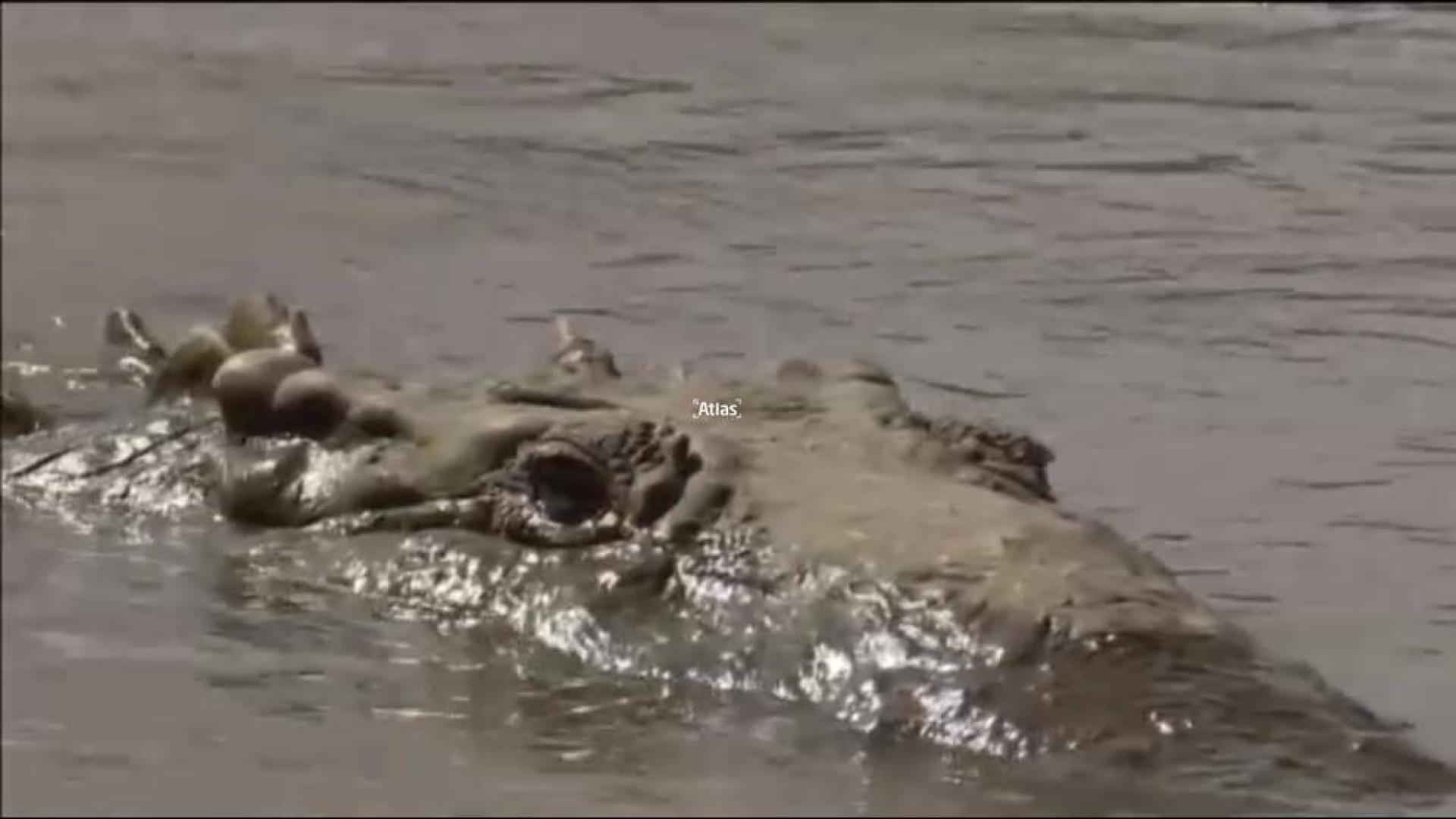 Dar de comer a los cocodrilos, una peligrosa atracción turística en Costa Rica