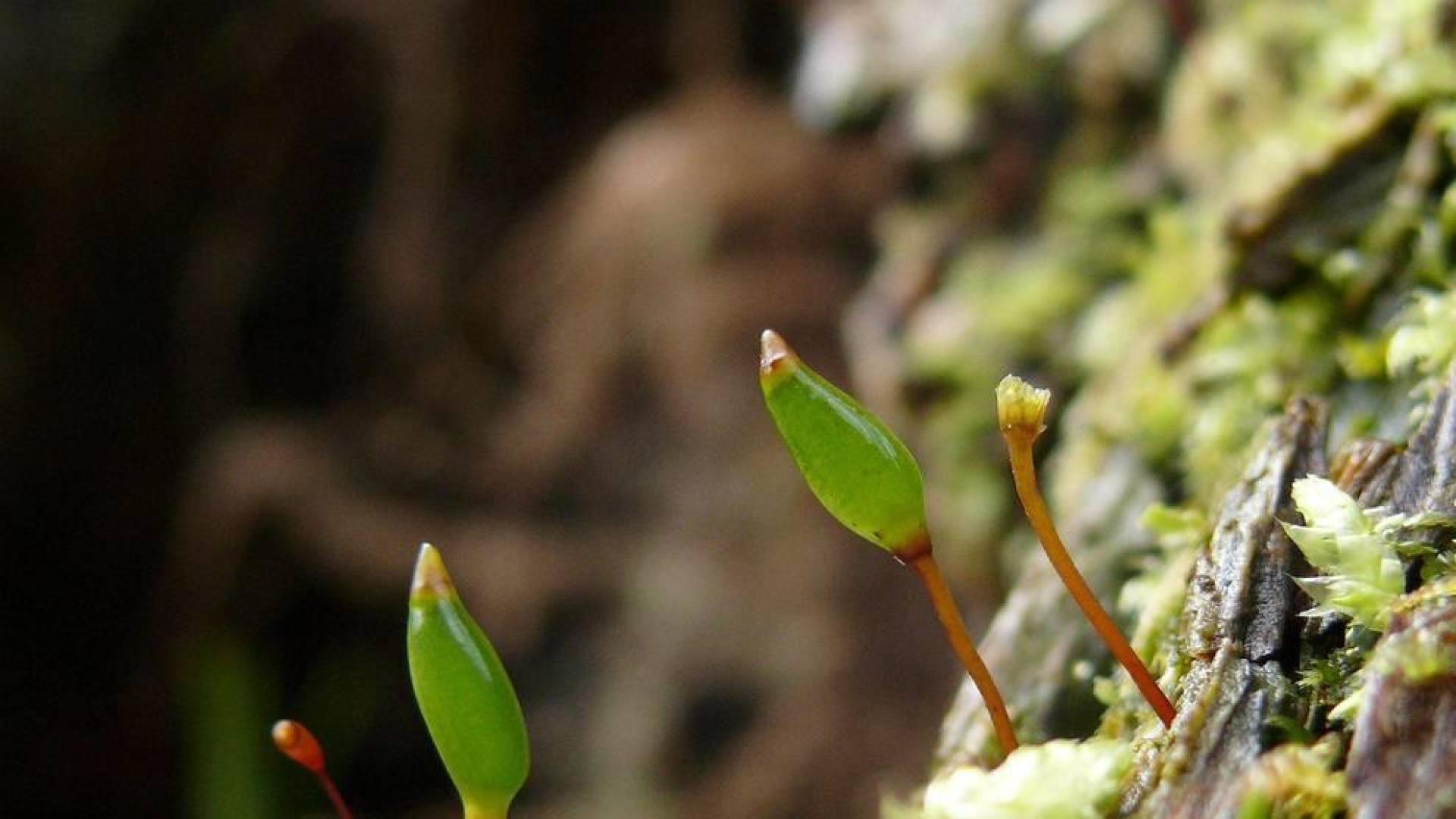 El musgo insecto o 'Buxbaumia viridis', una especie navarra en peligro
