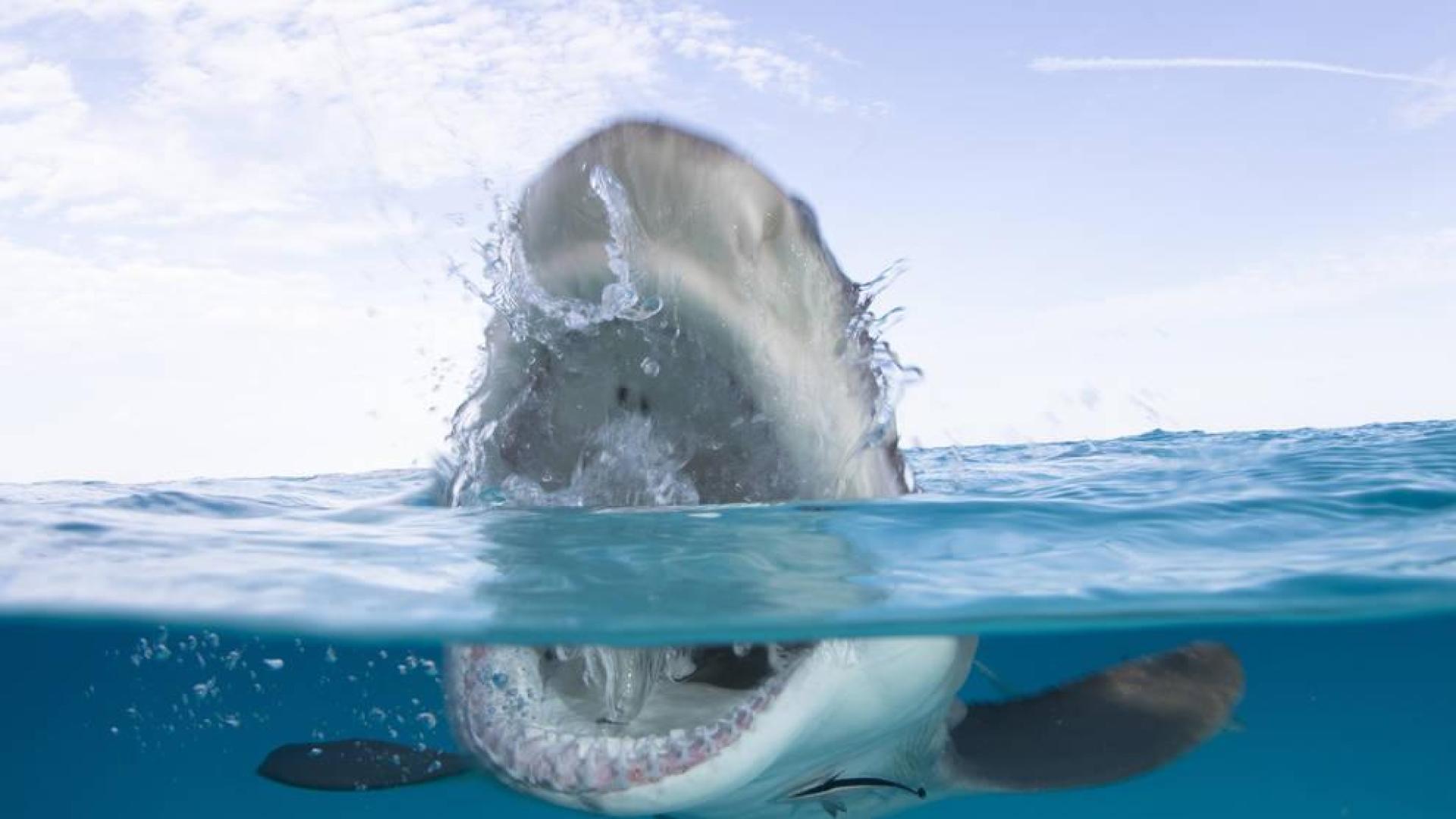 Rob Rigle convive con tiburones en la 'Shark Week' de Discovery Channel