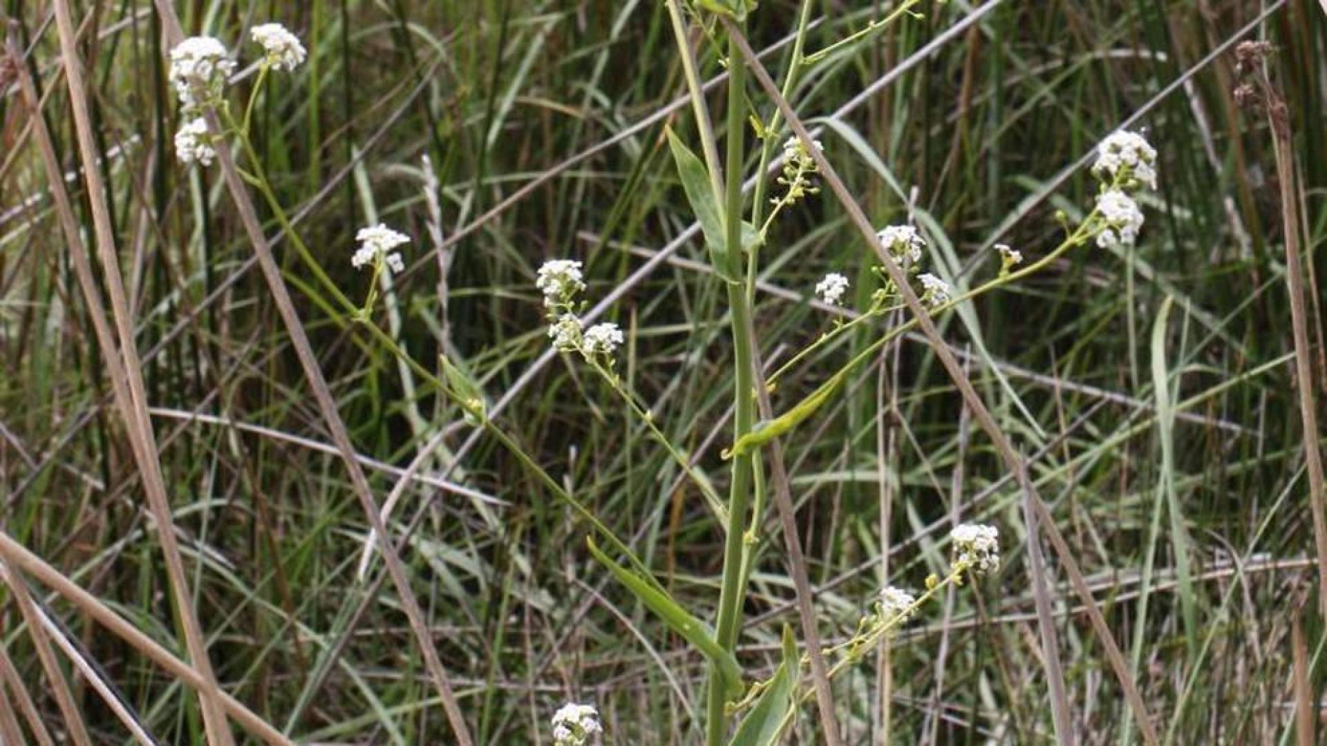 'Cochlearia glastifolia', una especie navarra en peligro