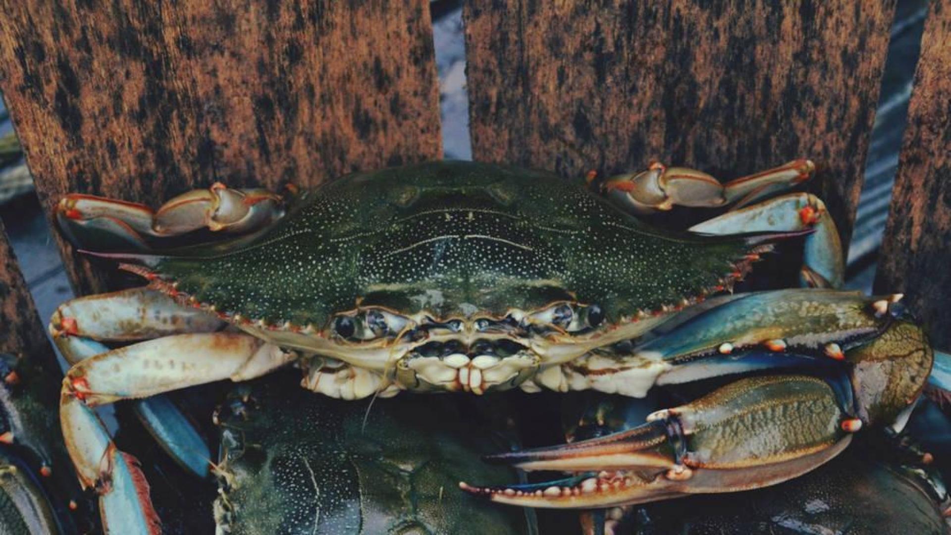 La comunidad científica alerta del "riesgo notable" de considerar al cangrejo azul americano como especie como naturalizada y no como invasora.