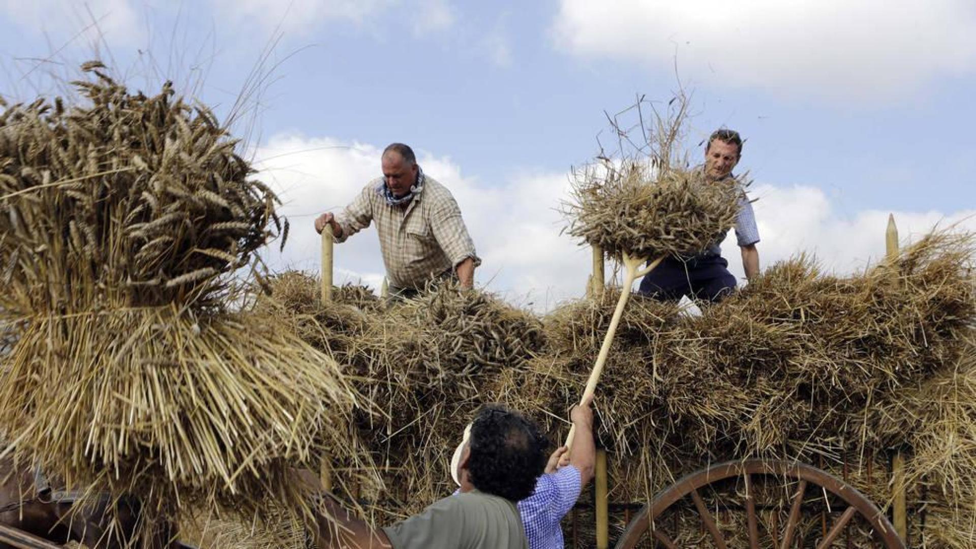 Día de la Trilla en Salinas de Ibargoiti
