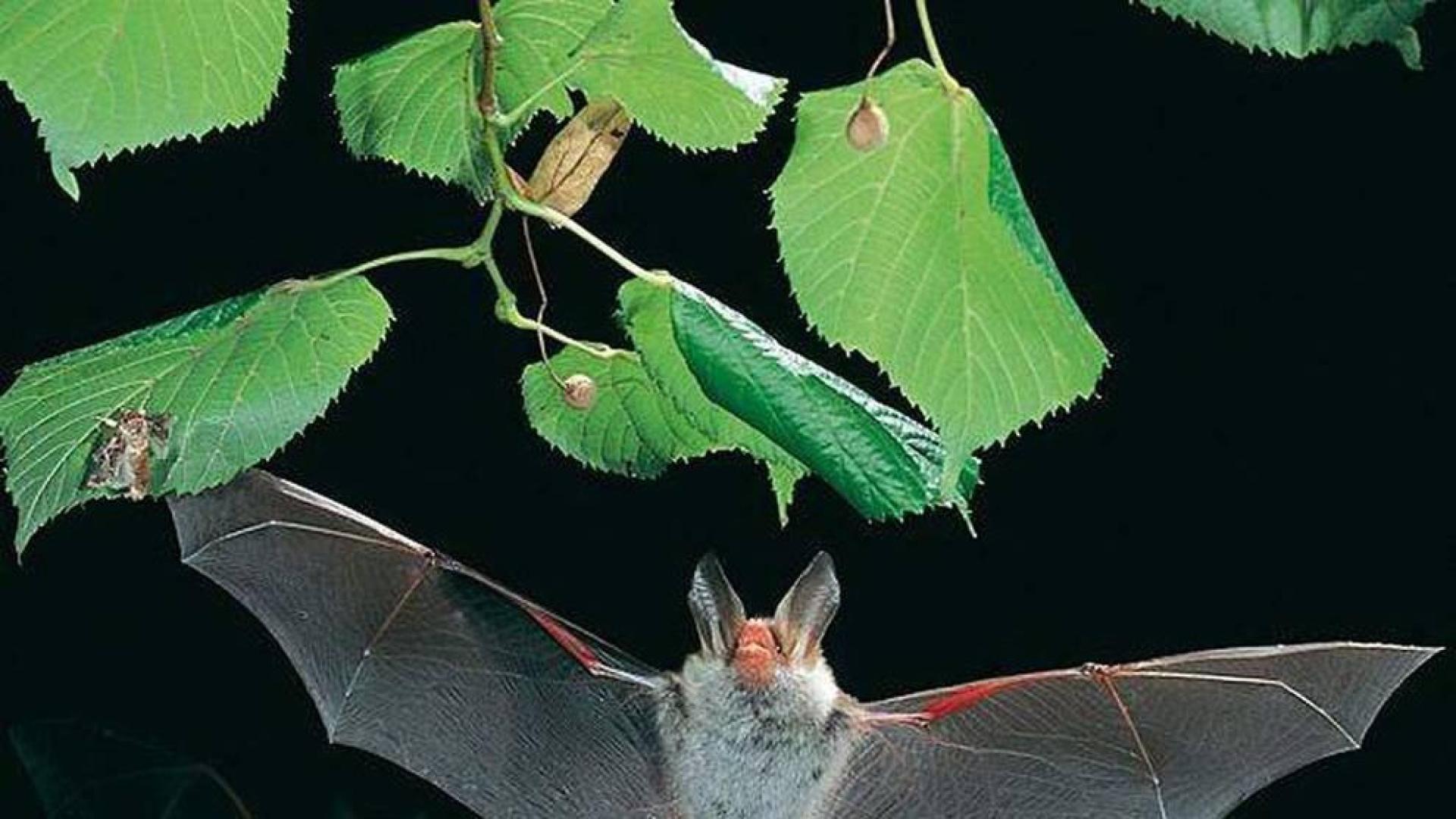 Un ejemplar de murciélago ratonero, en pleno vuelo.