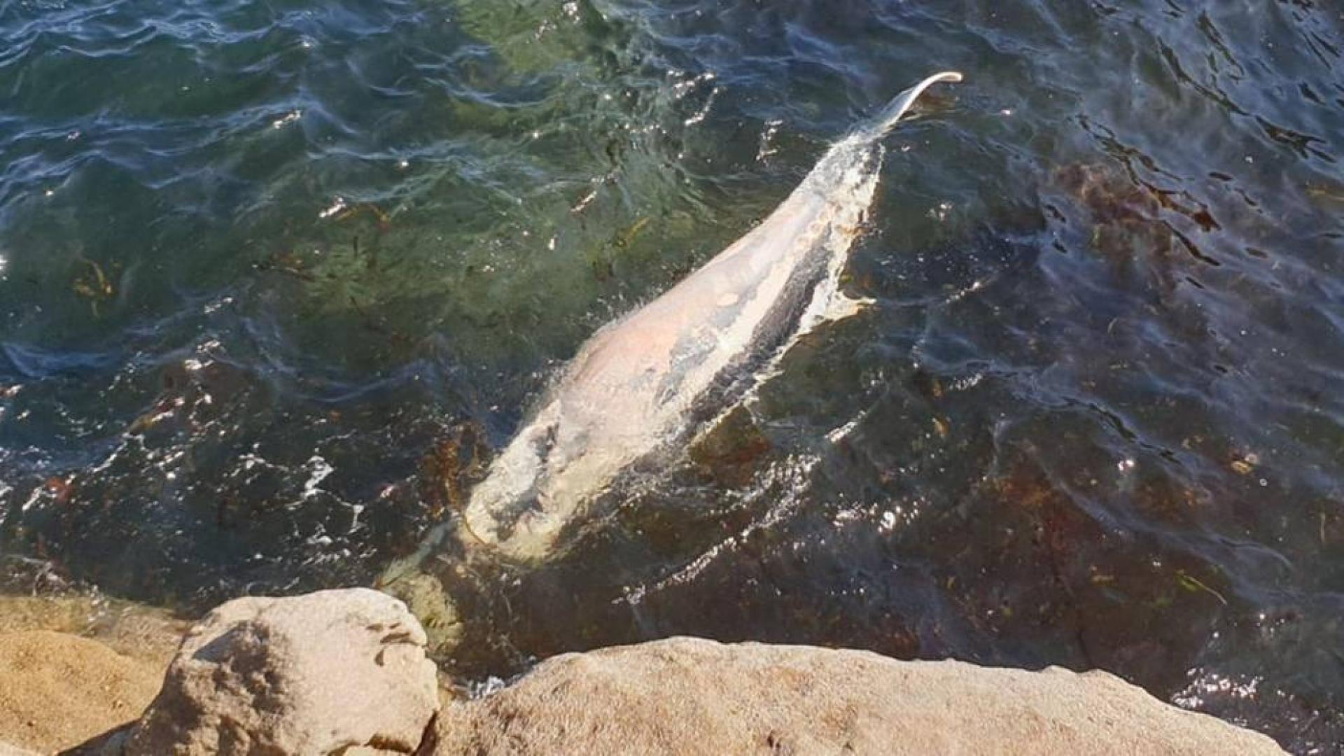 Hallada muerta una ballena en una cala de San Cibrao (Lugo)
