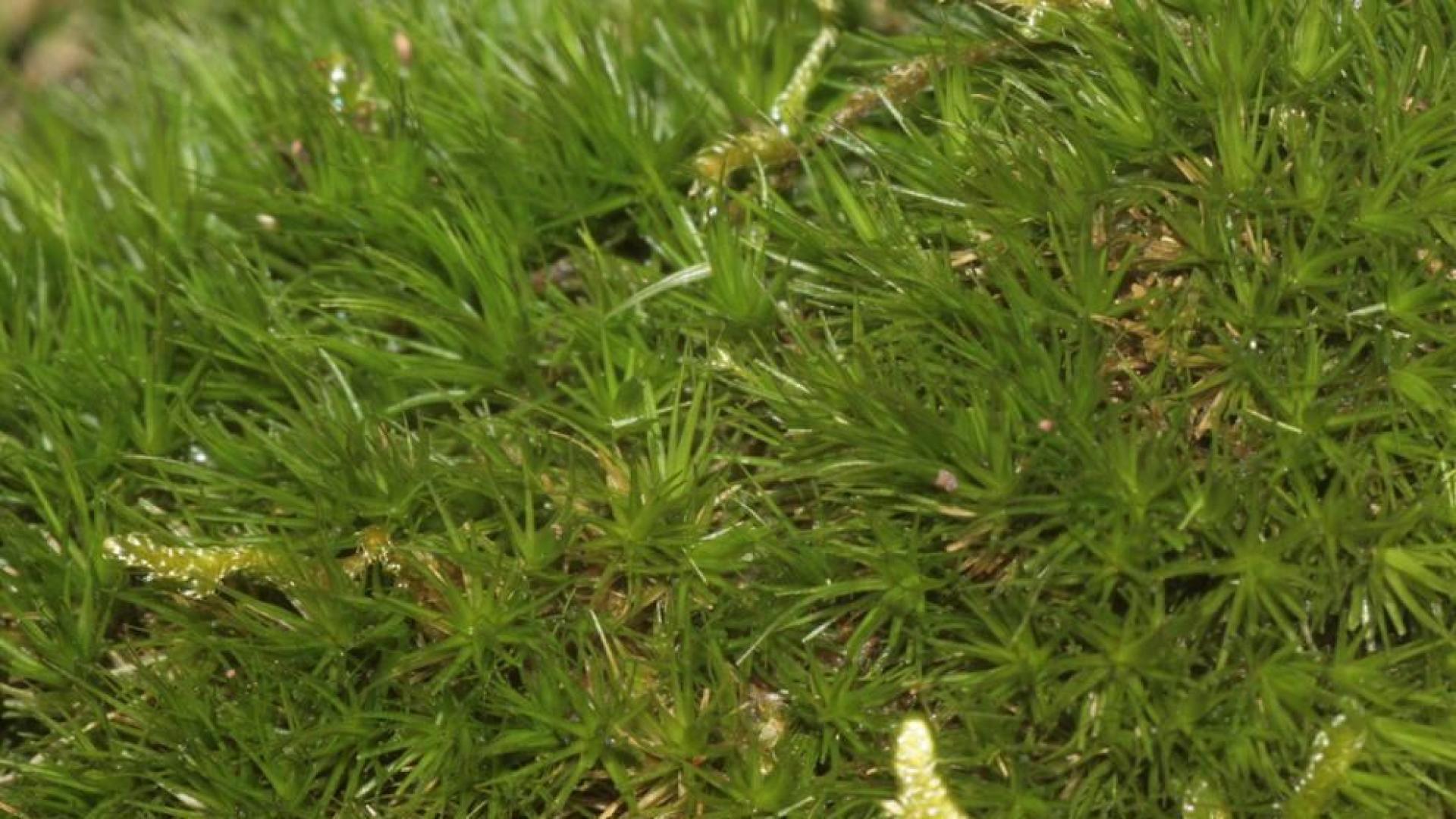 El musgo 'Dicranum viride', una especie navarra en peligro
