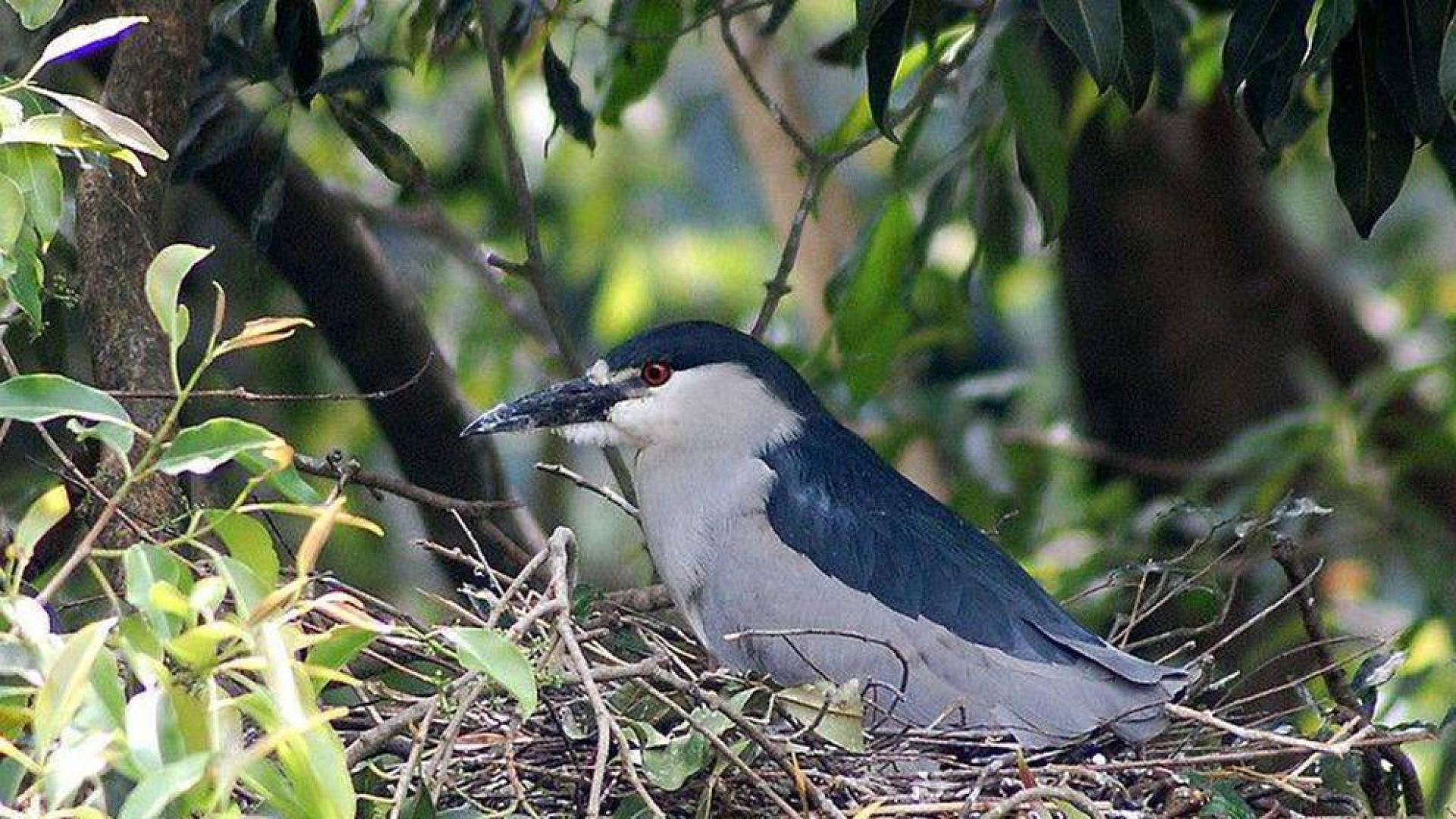 Un ejemplar de martinete común, fotografiado en Brasil.