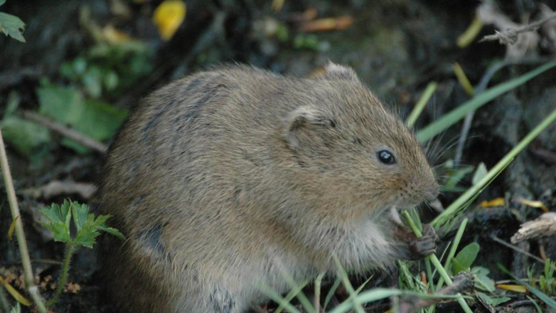 Detectada una colonia de topillos en el entorno del lago de Mendillorri