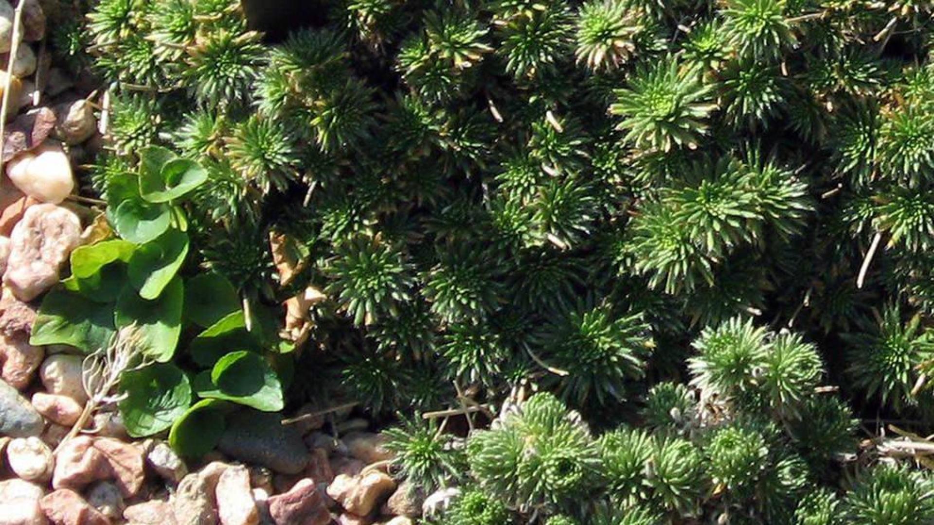 Un ejemplar de Draba hispanica en el Jardín Botánico de Denver (EE UU).