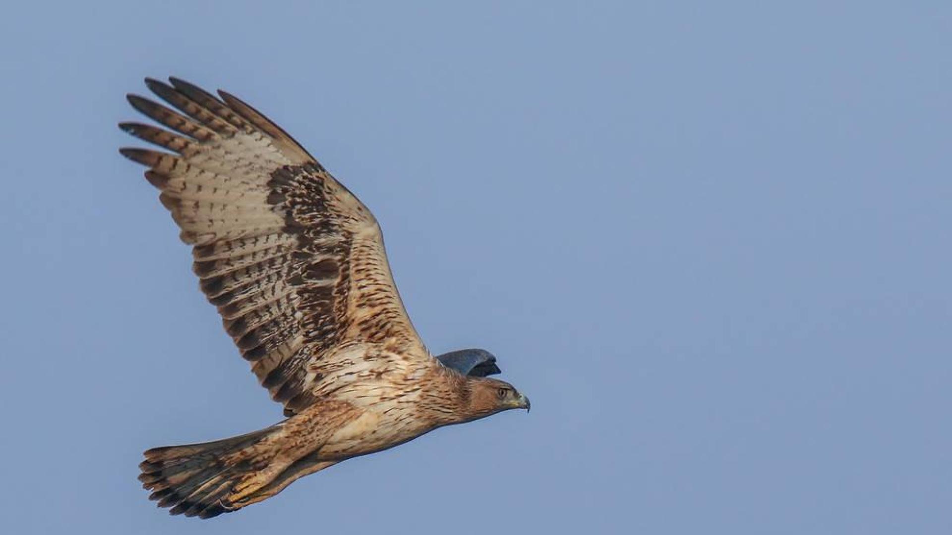 Un águila perdicera fotografiada en la Pakistán