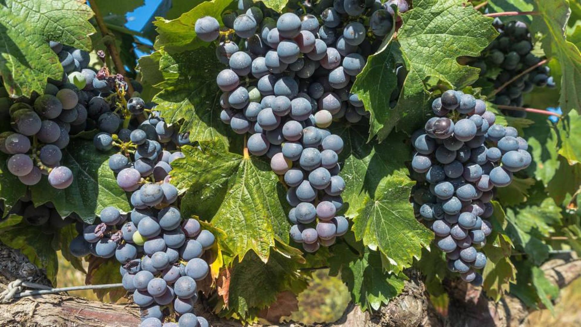 La cosecha del Rioja de 2019 apunta a ser muy buena en calidad