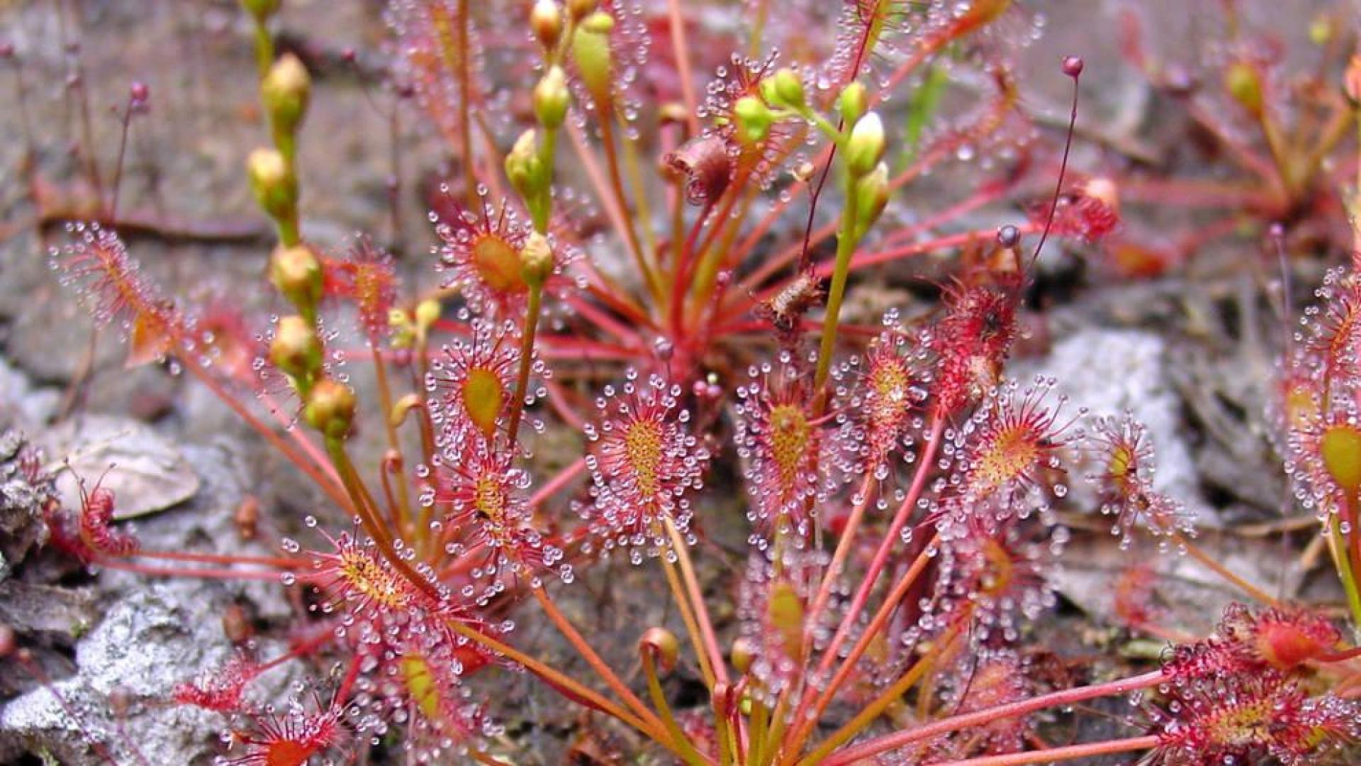 Un ejemplar de Drosera intermedia.