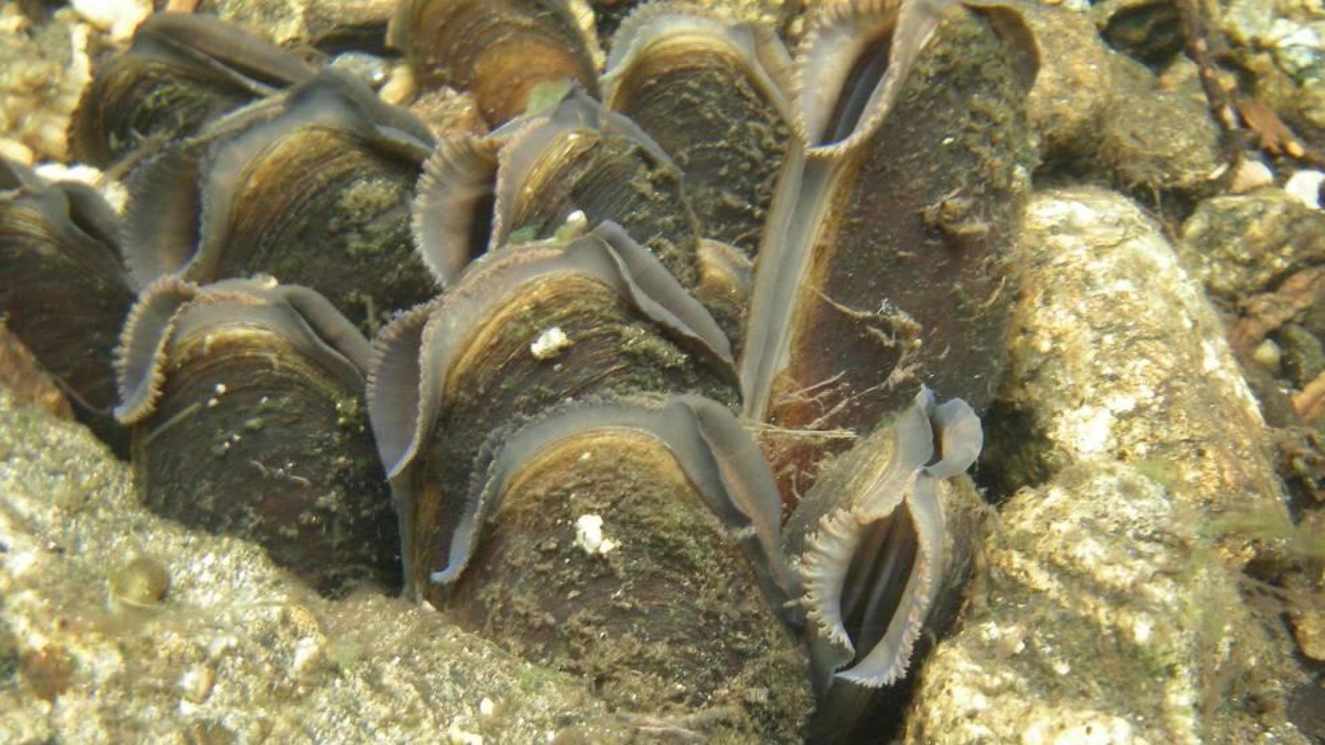 La almeja o mejillón de río, una especie navarra en peligro