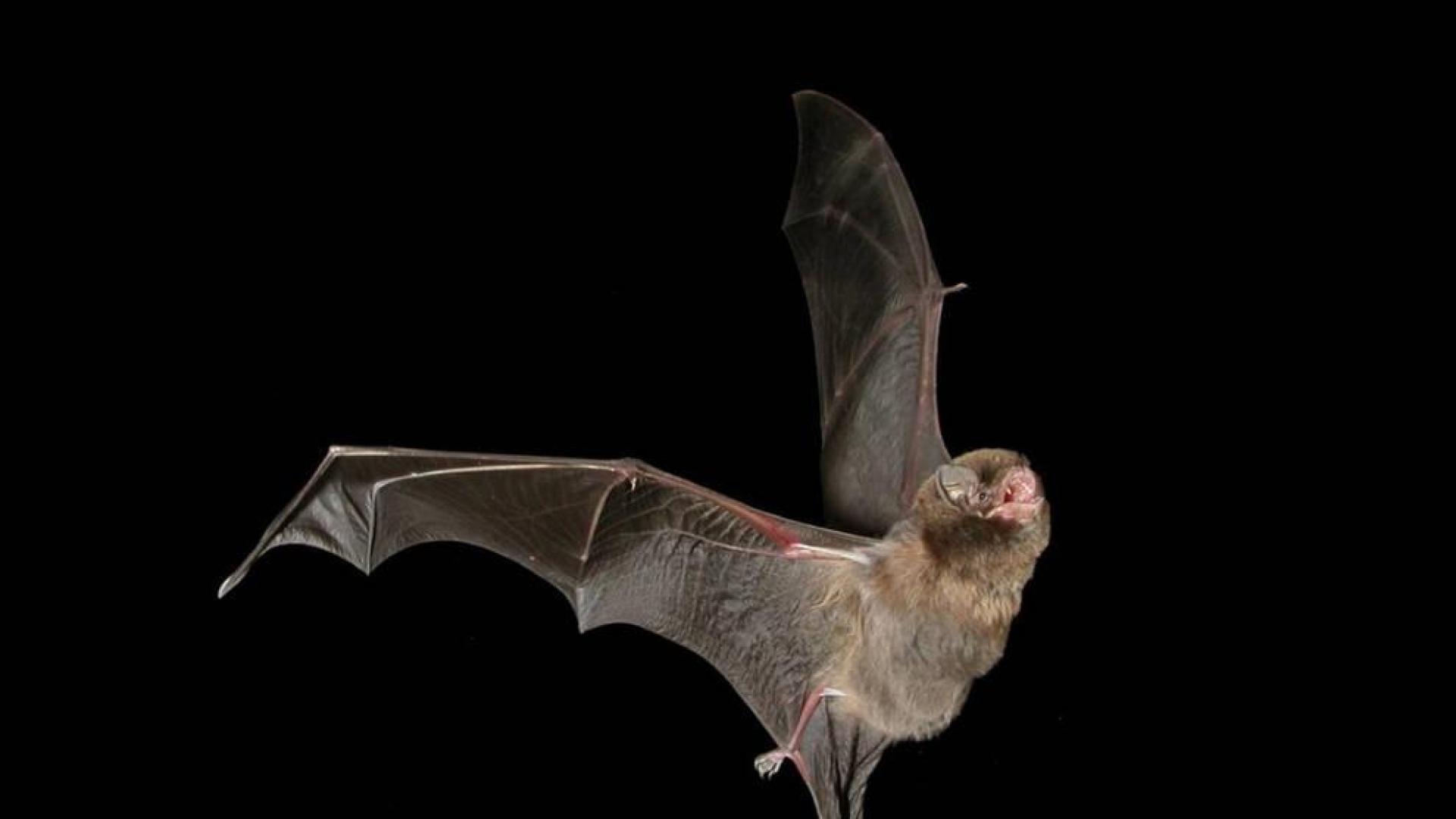 Un ejemplar de murciélago de cueva.