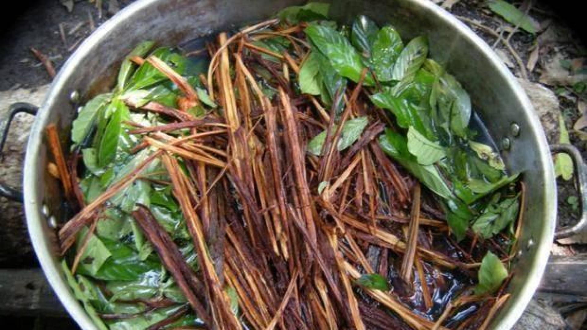Buscan descifrar el enigma de la ayahuasca y su poder contra la depresión