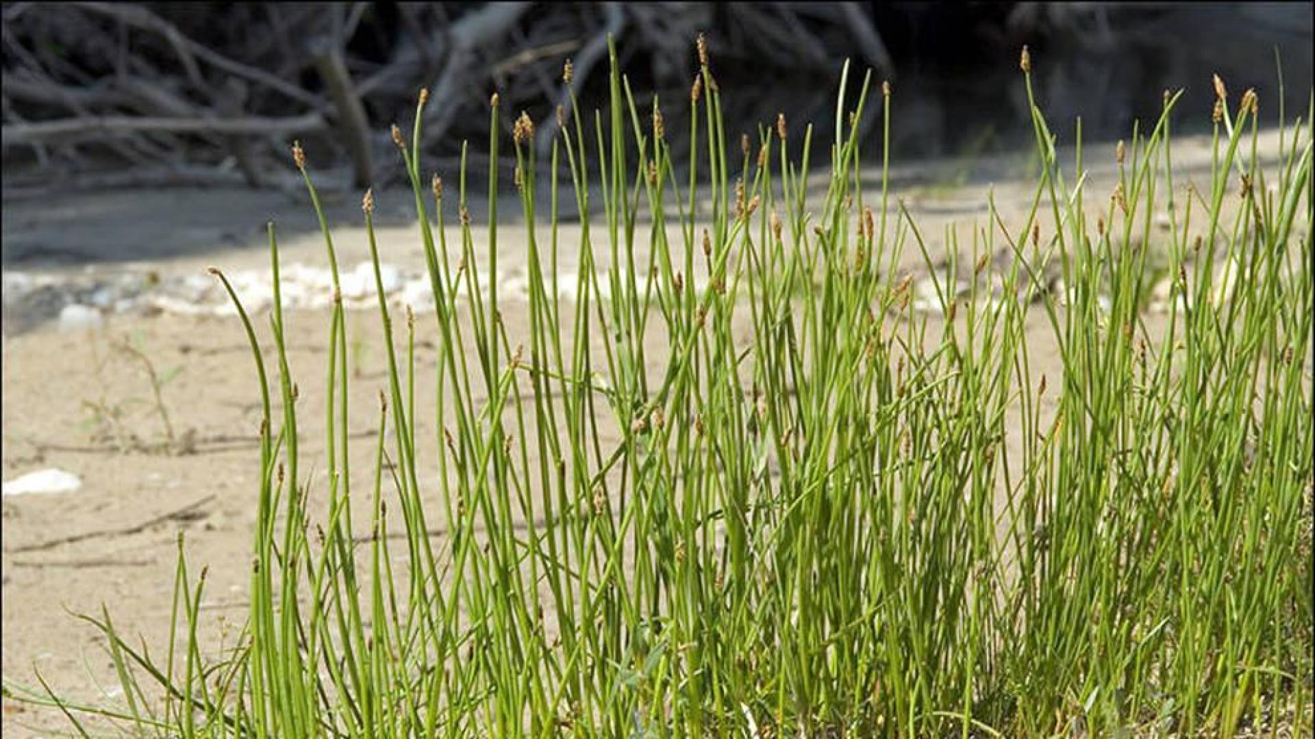 'Eleocharis austriaca', una especie navarra en peligro