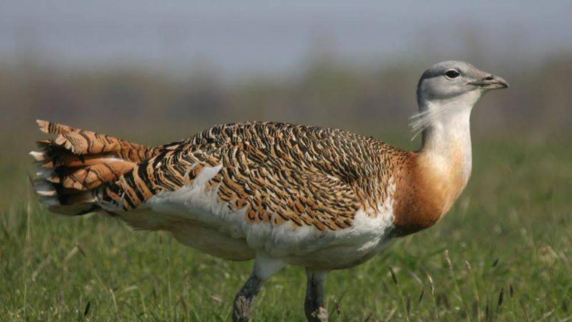 'Otis tarda', la avutarda común, una especie navarra en peligro