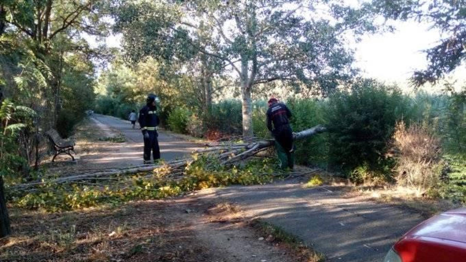 Árboles y carteles derribados por el fuerte viento esta noche en Navarra